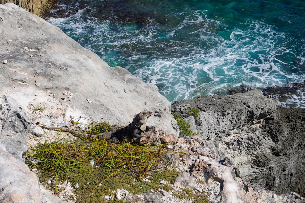 a bird sitting on top of a rock next to the ocean