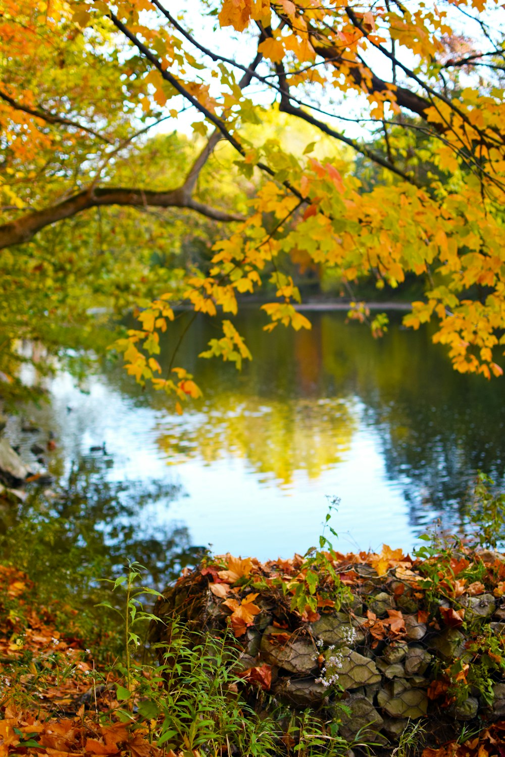 a pond surrounded by fall leaves and a bridge