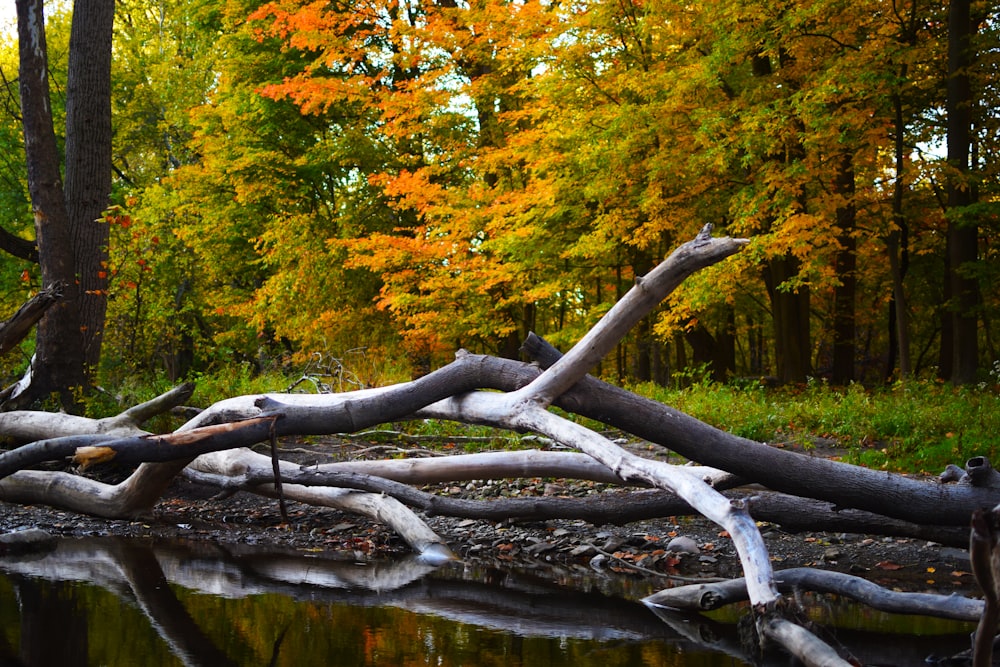 a fallen tree laying on top of a body of water