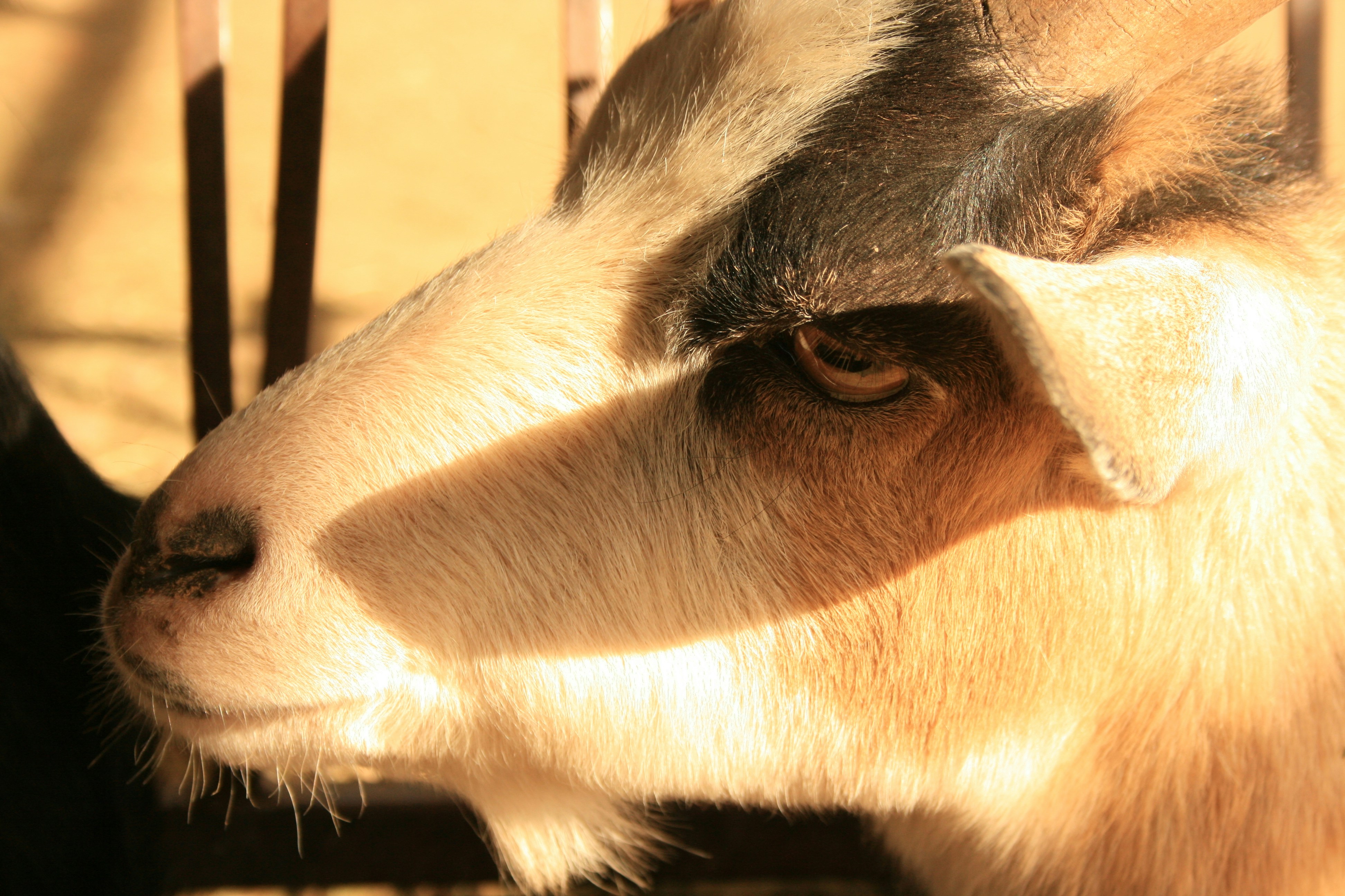 Photo by ihavegoodnews