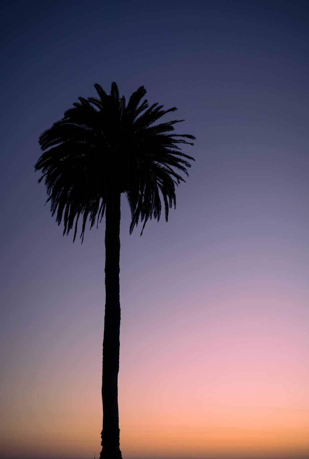 a silhouette of a palm tree against a purple and blue sky
