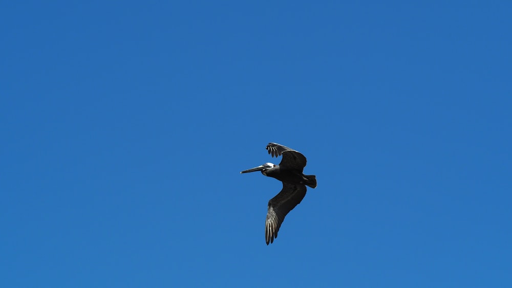 a large bird flying through a blue sky