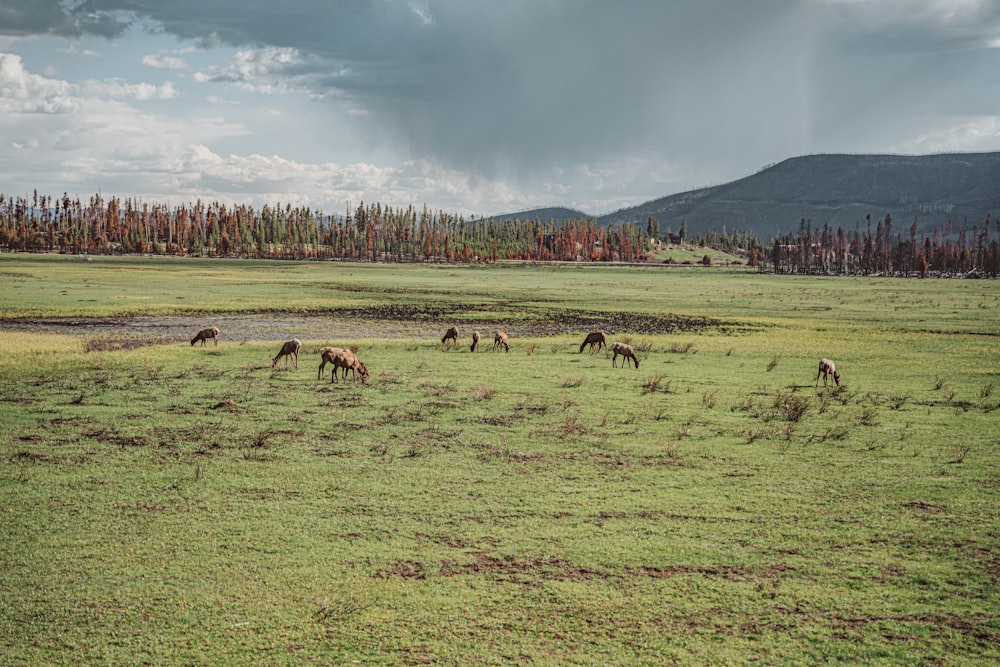 a herd of horses grazing on a lush green field