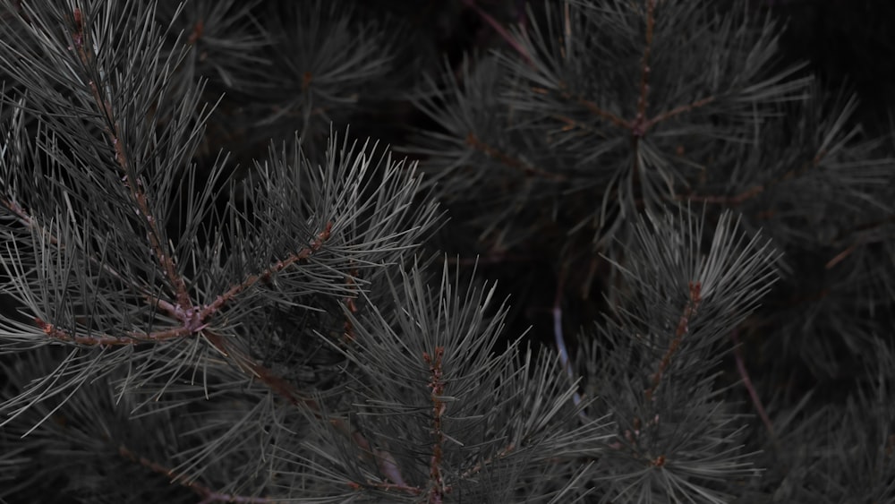 a close up of a pine tree branch