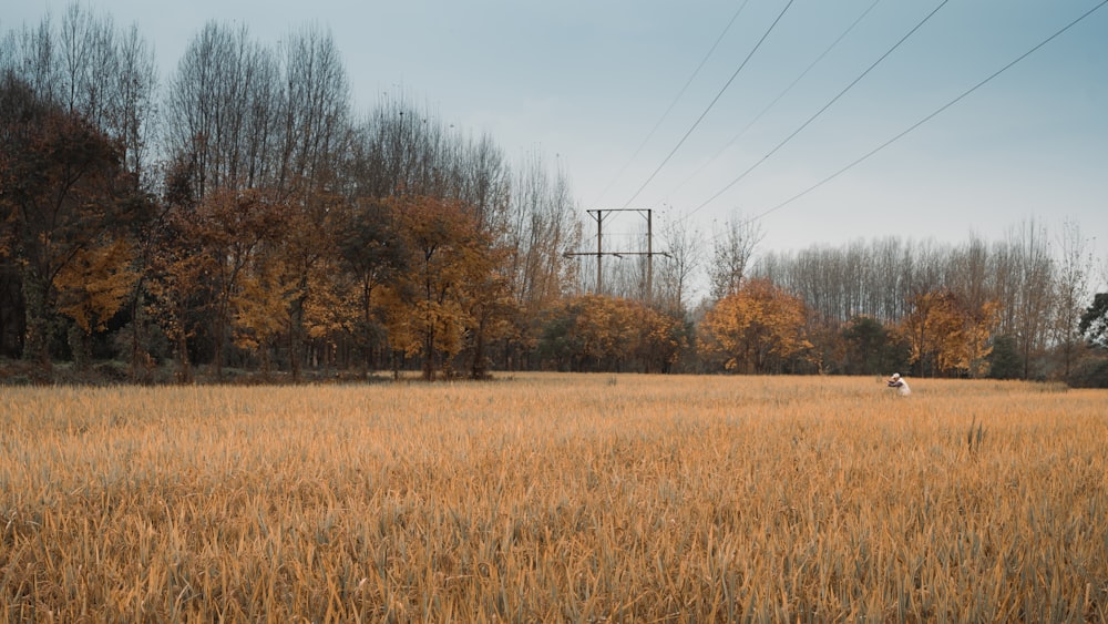 a field of tall grass with power lines in the background