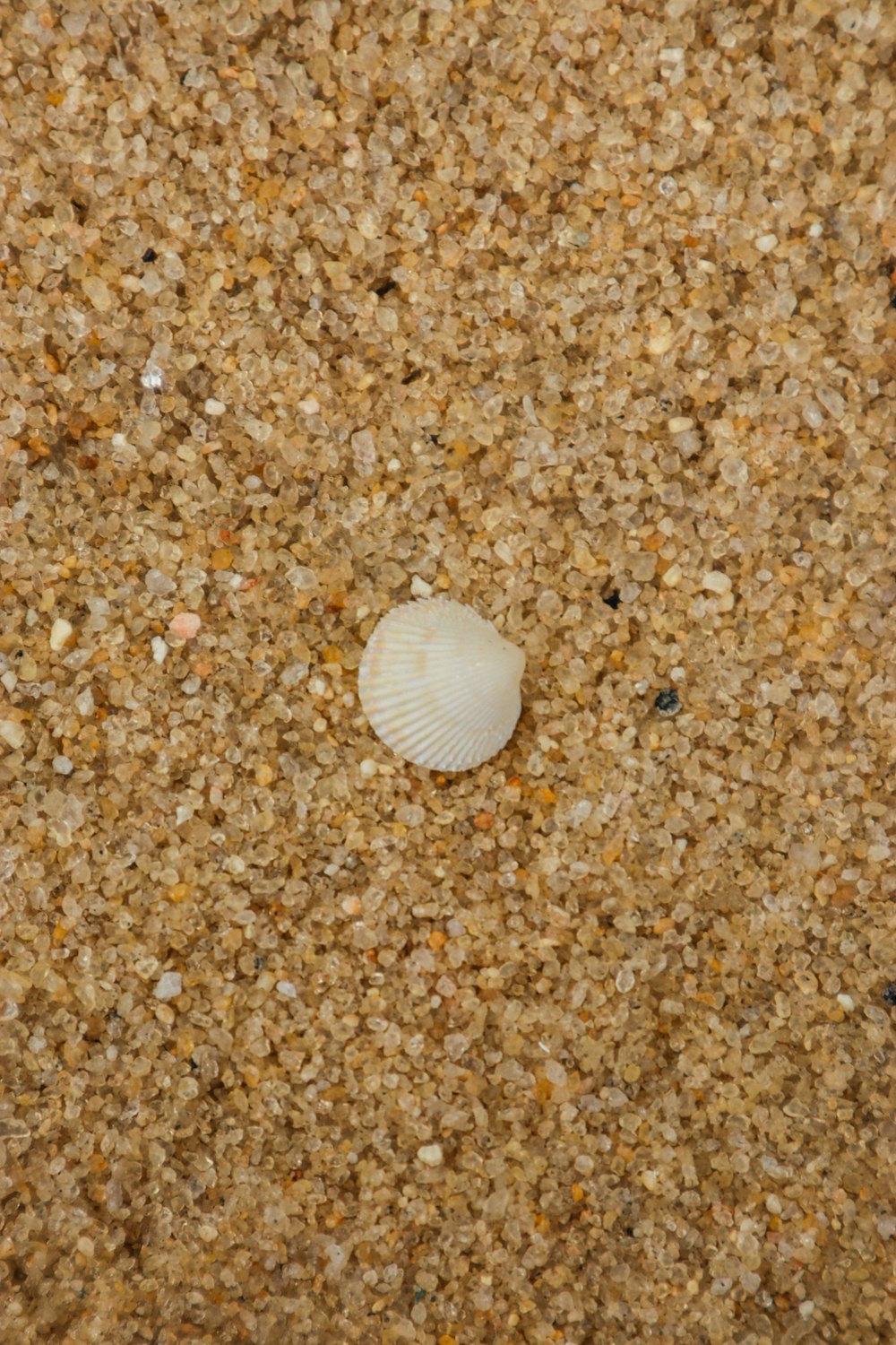 a seashell on a sandy beach near the ocean