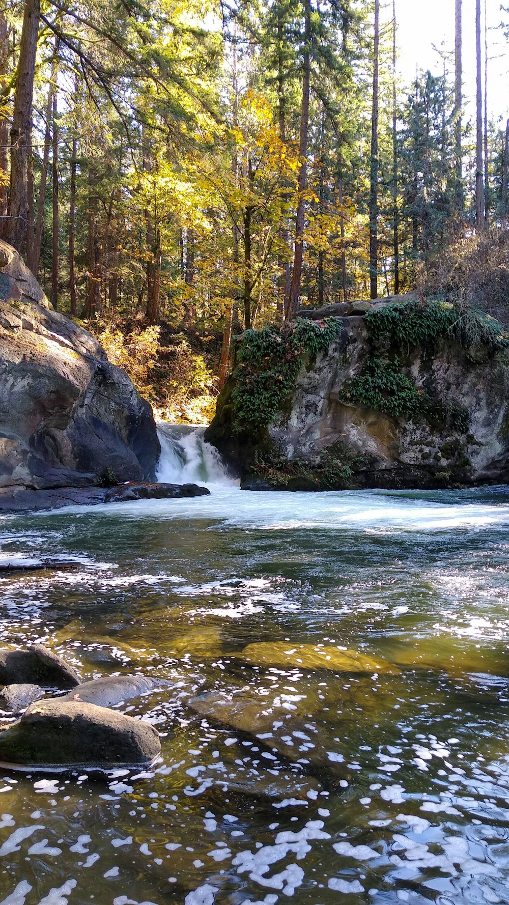 a river flowing through a lush green forest