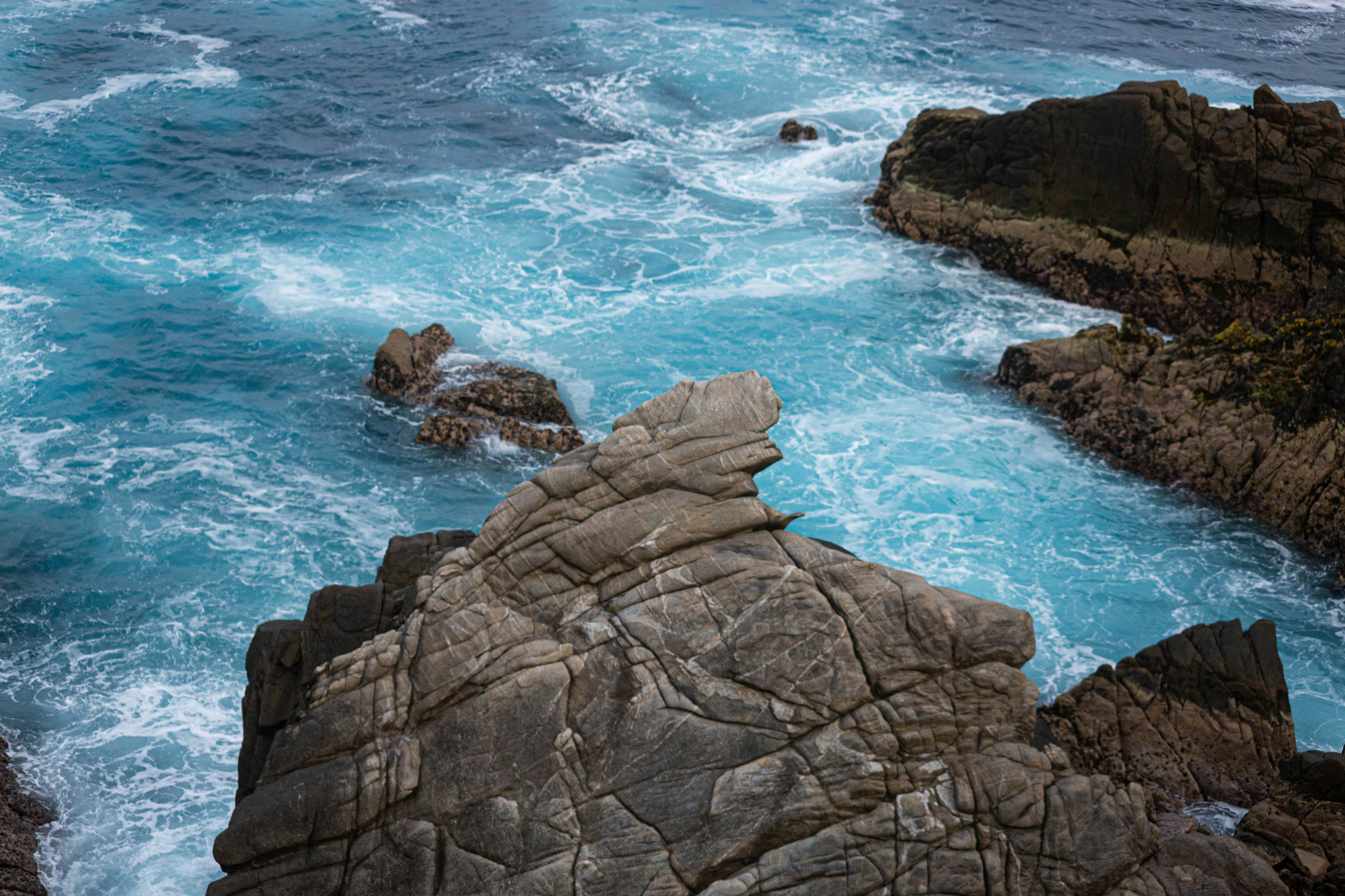 a bird sitting on a rock near the ocean