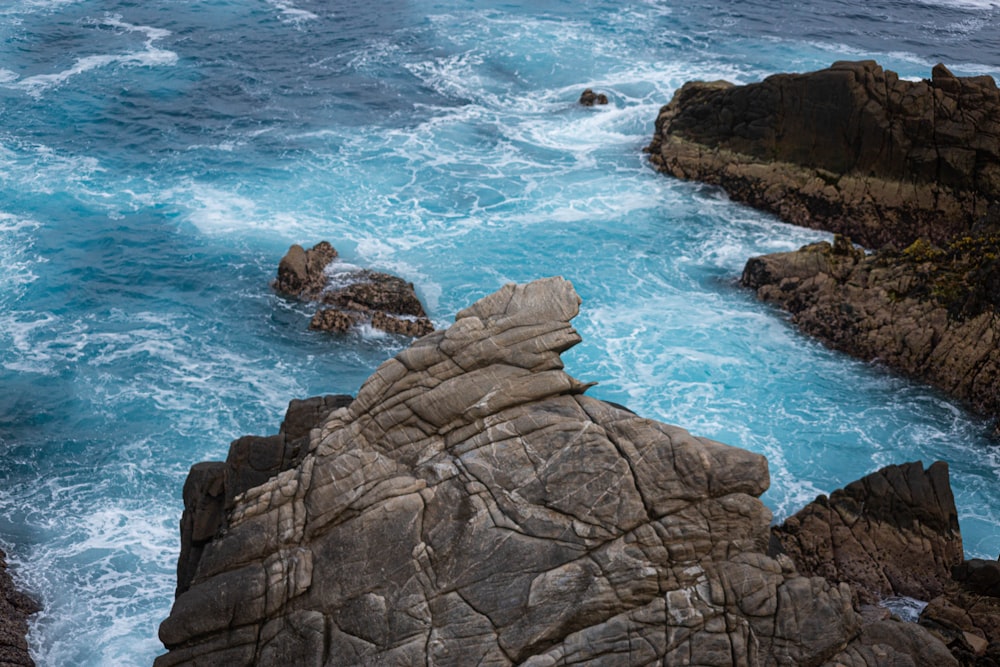 a bird sitting on a rock near the ocean