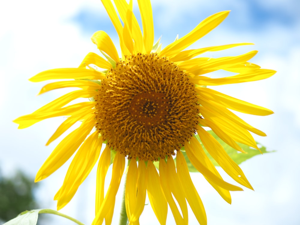 a large sunflower with a blue sky in the background