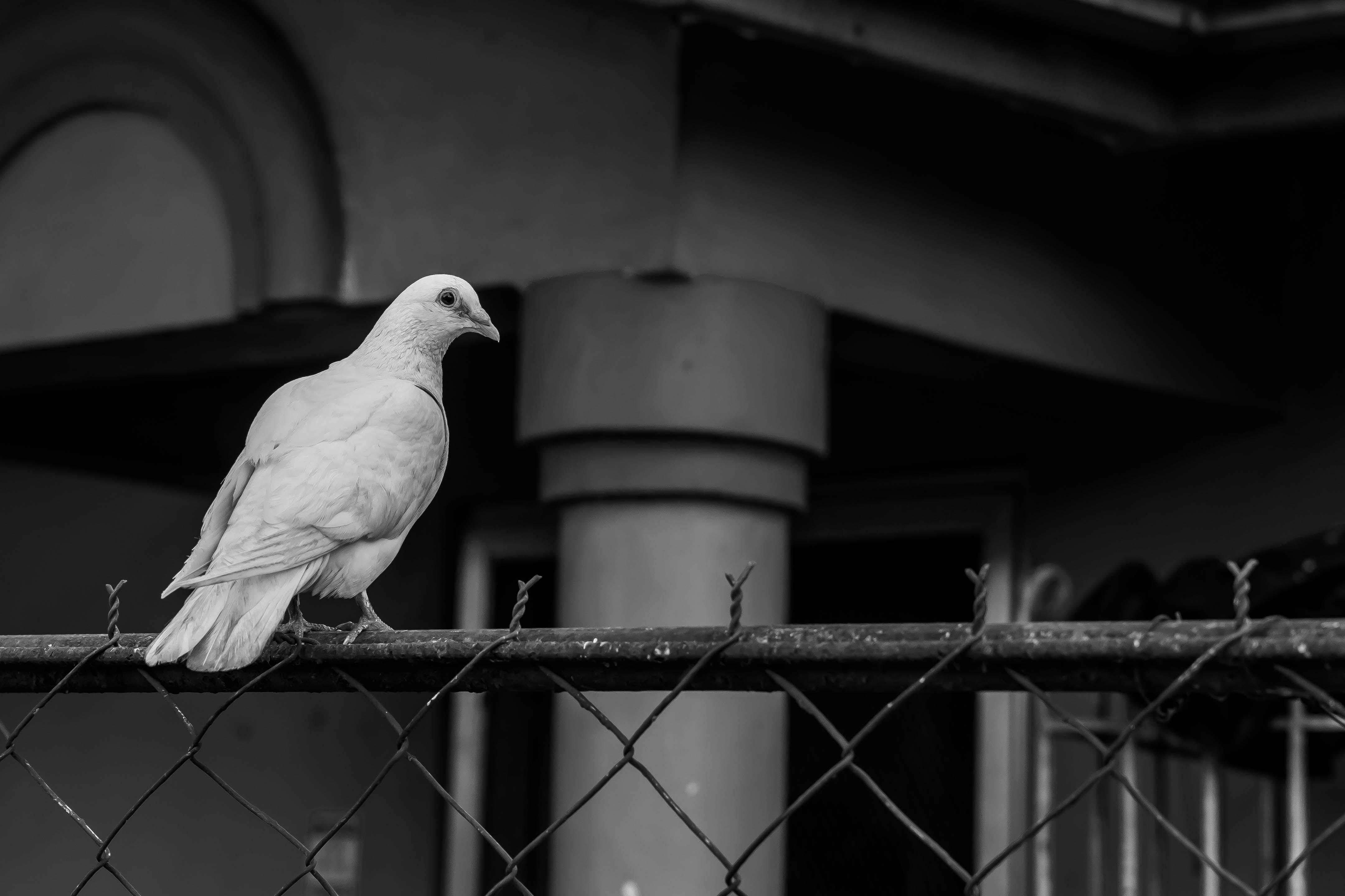 Photo by maquilingskiswifty