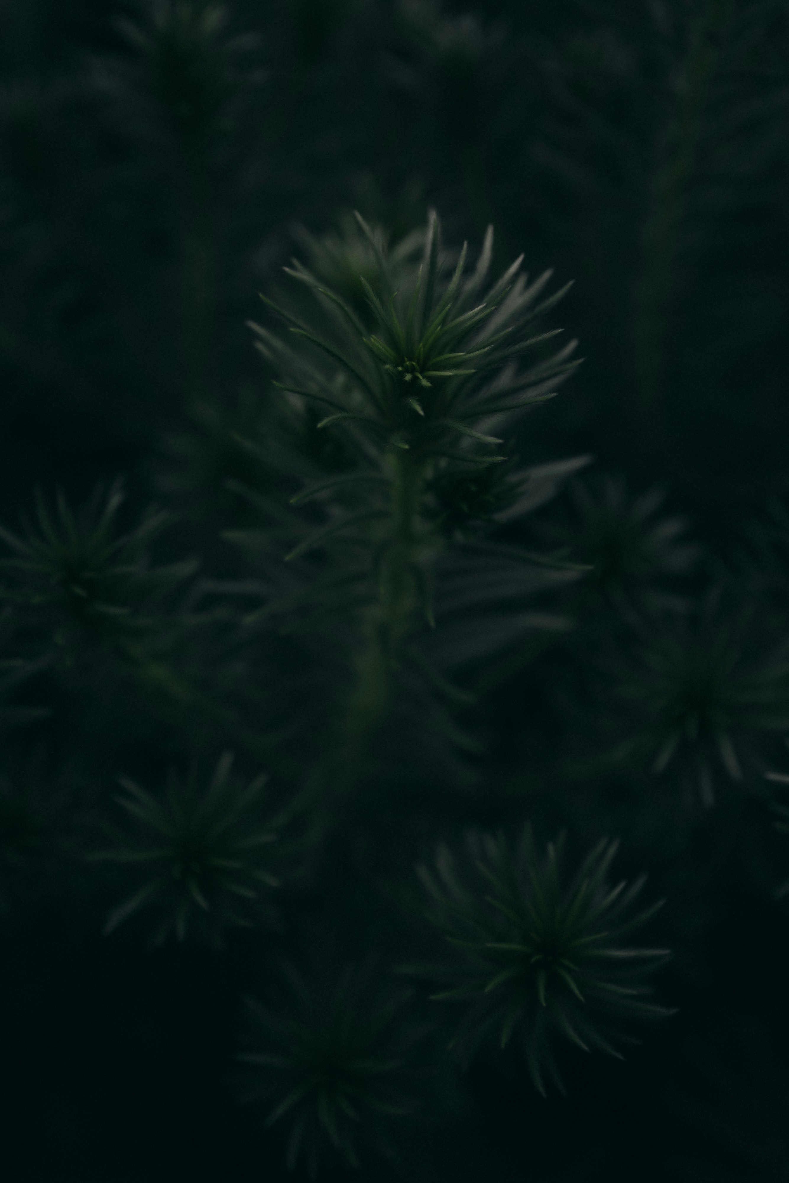 Photo by thommilkovic