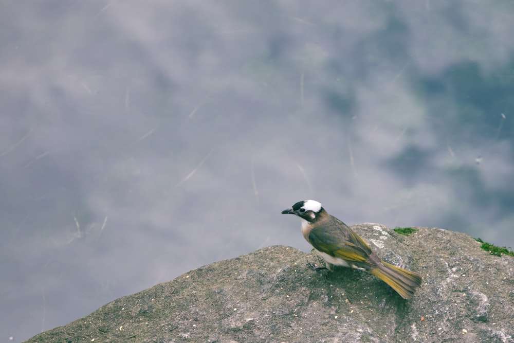 a bird sitting on top of a large rock