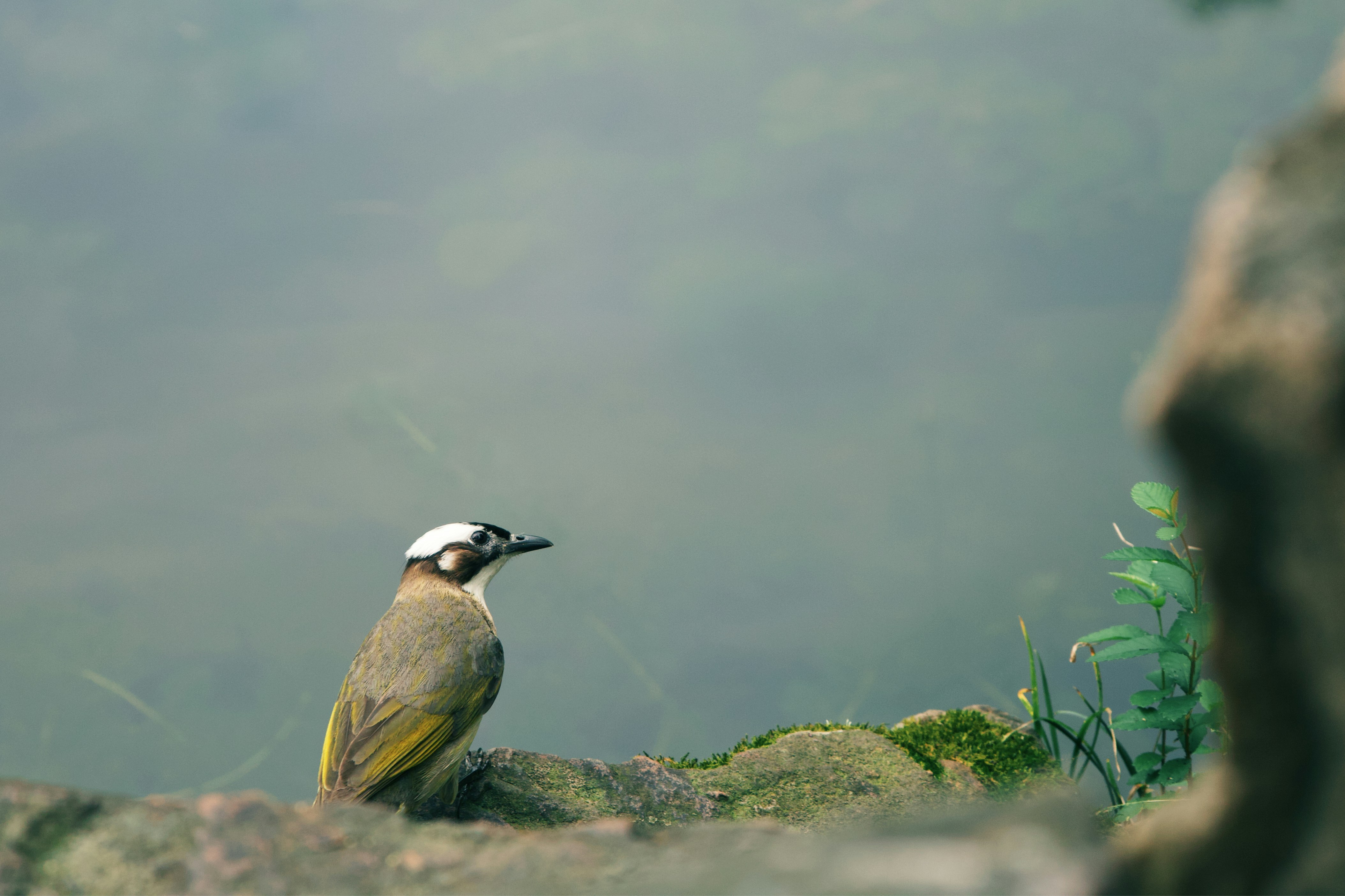 A bird perches on a rock in a forest clearing