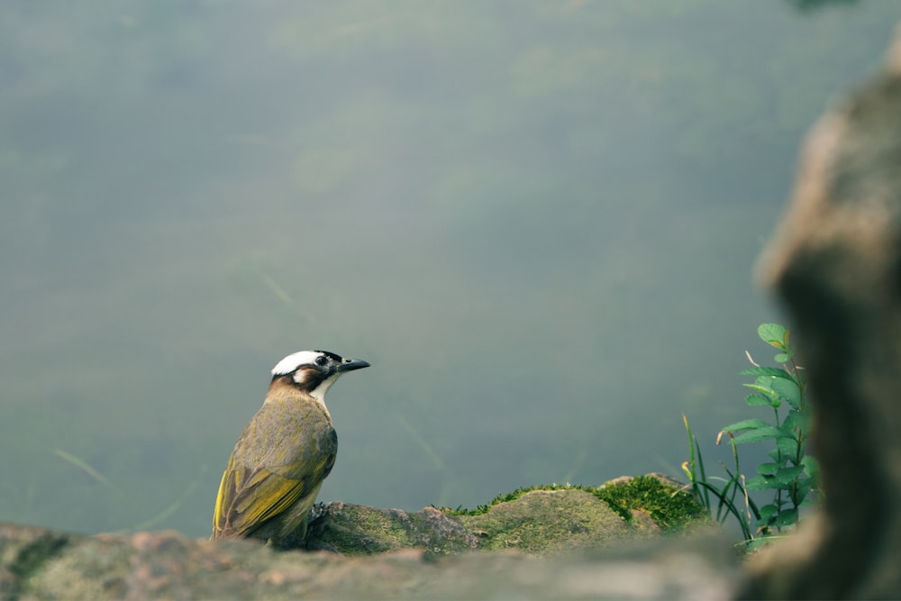 a bird sitting on a rock in the middle of a forest