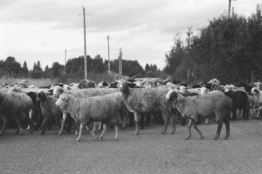 a black and white photo of a herd of sheep