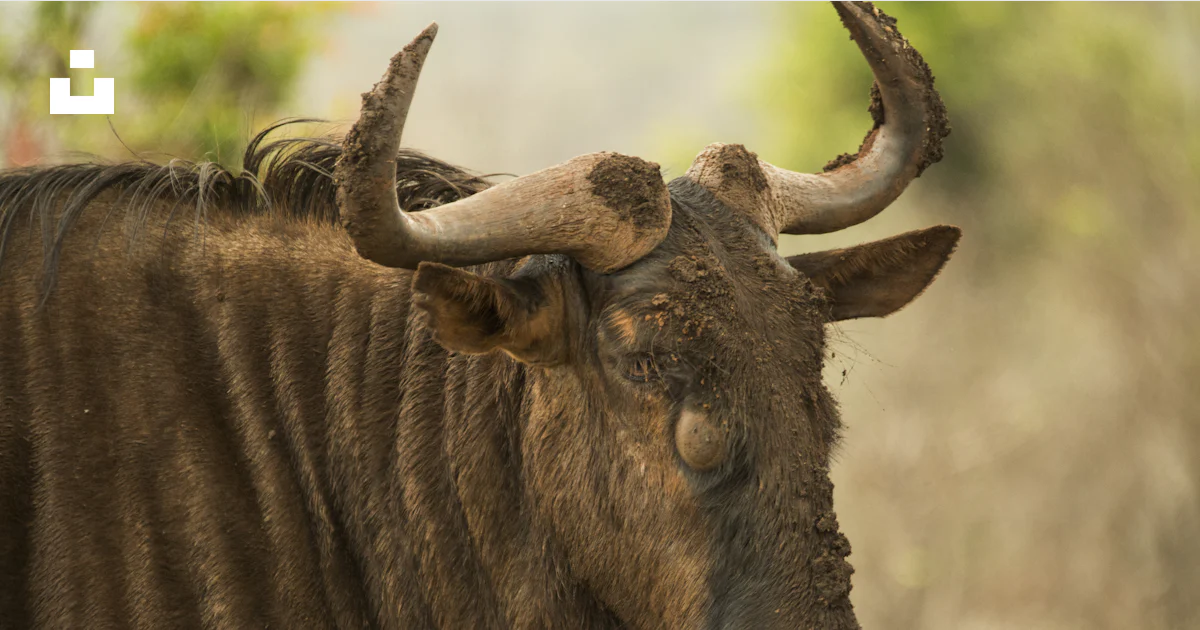 エスキドンの雄牛