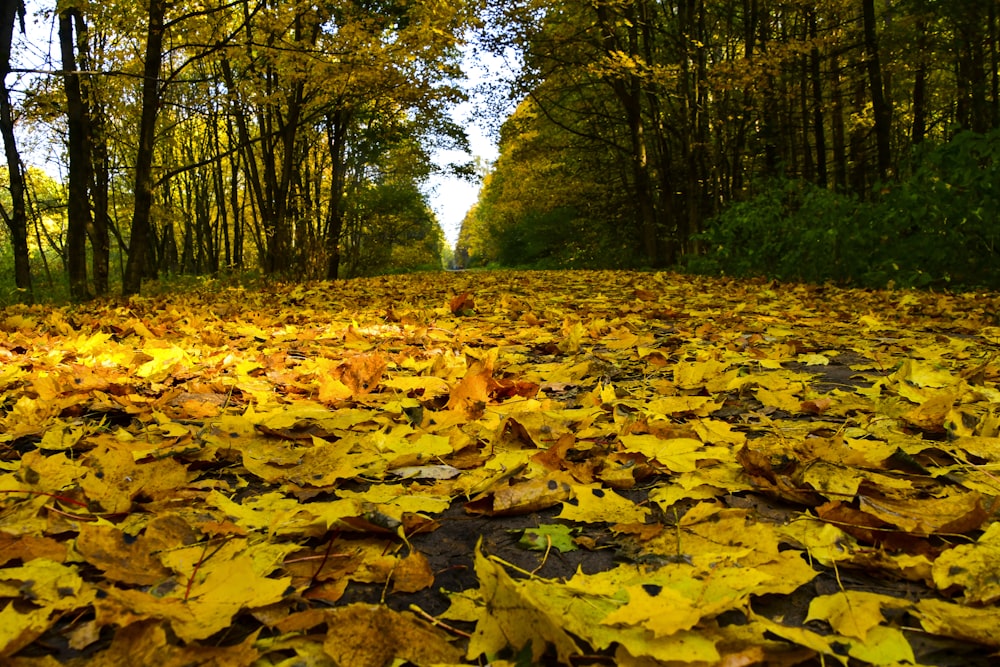 a leaf covered road in the middle of a forest