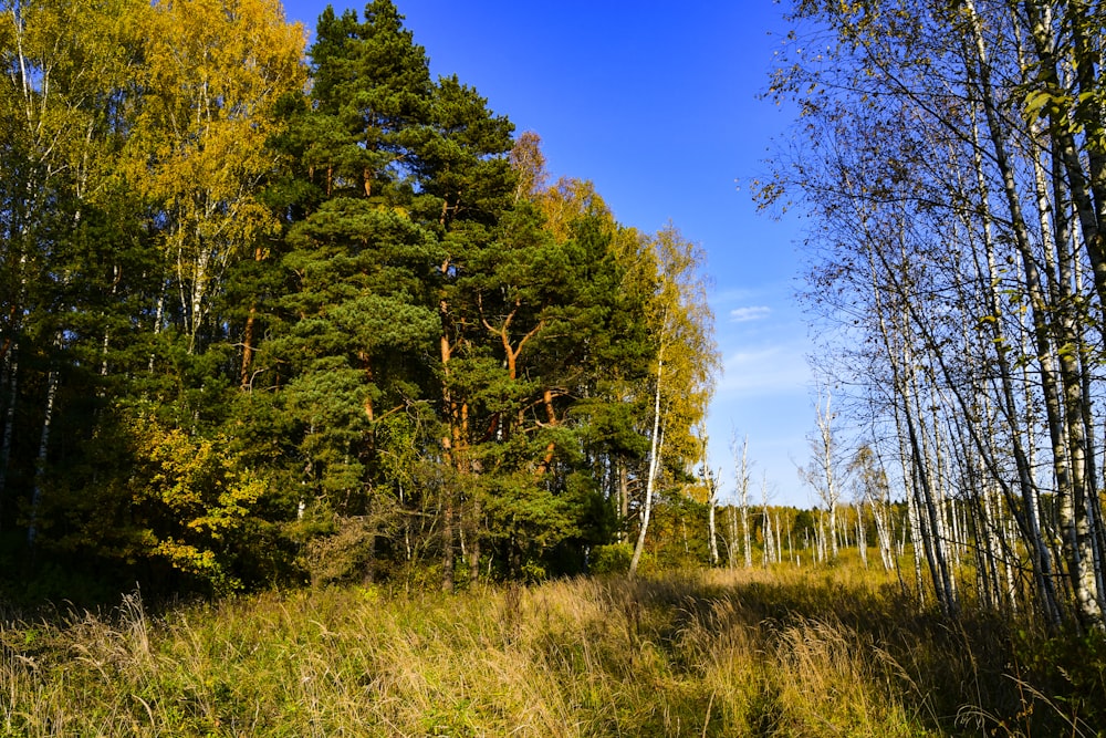 a forest with tall trees and grass in the foreground