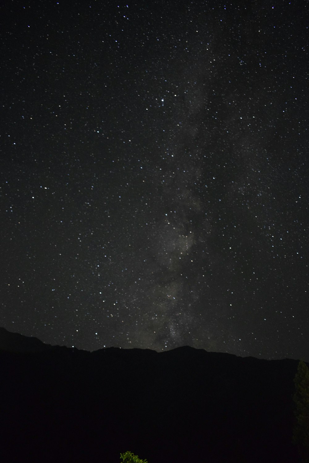 Der Nachthimmel mit Sternen und einem Baum im Vordergrund