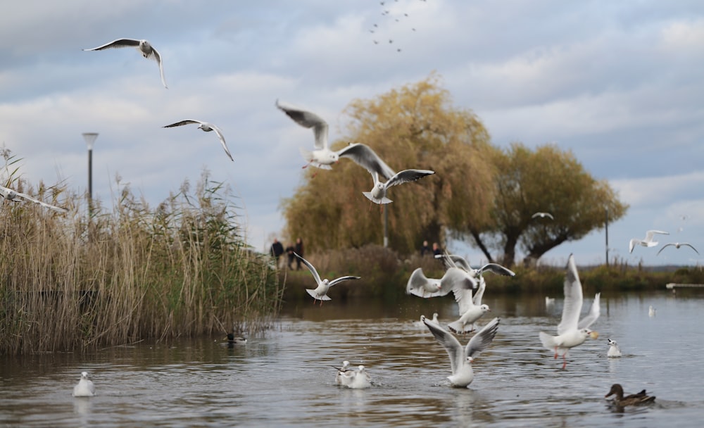 a flock of birds flying over a body of water