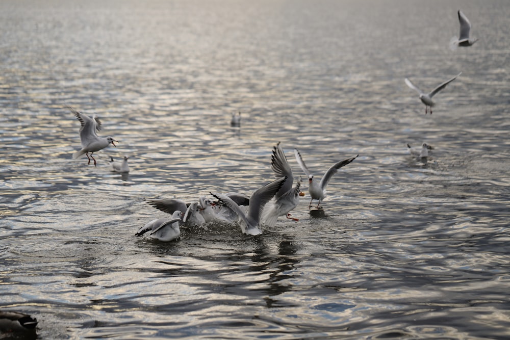 a flock of birds flying over a body of water