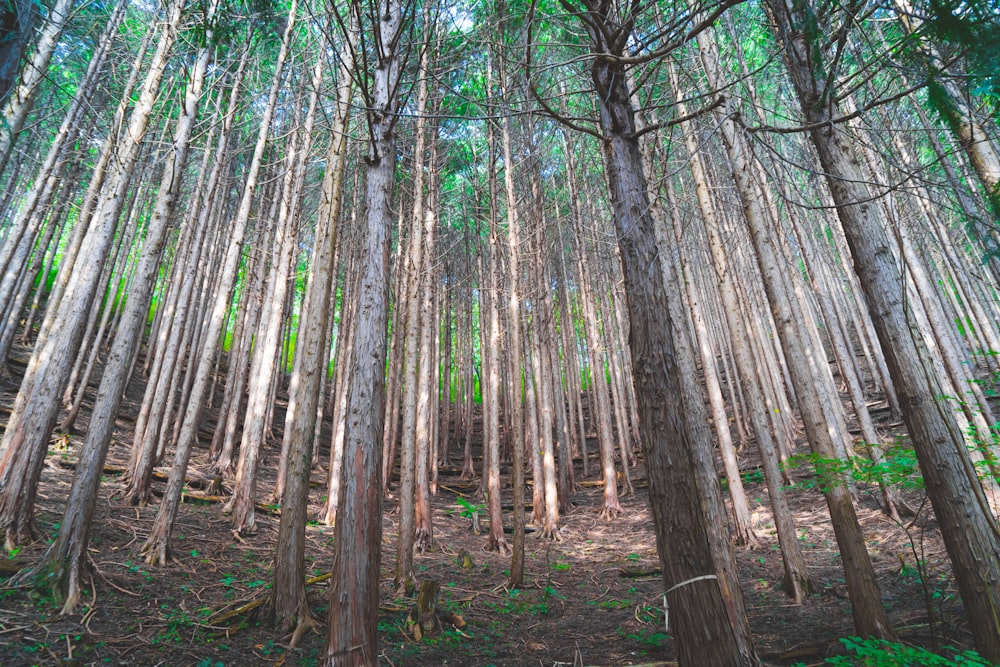 a forest filled with lots of tall trees