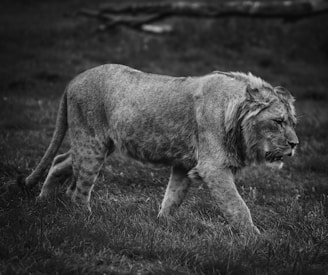 a black and white photo of a lion walking