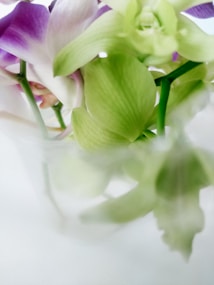 The image features a close-up view of delicate flowers, predominantly in shades of light green and purple. The petals are soft and semi-transparent, creating a gentle and serene atmosphere. The background is slightly blurred, putting emphasis on the intricate details and vibrant colors of the flowers.