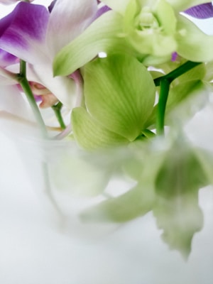 The image features a close-up view of delicate flowers, predominantly in shades of light green and purple. The petals are soft and semi-transparent, creating a gentle and serene atmosphere. The background is slightly blurred, putting emphasis on the intricate details and vibrant colors of the flowers.