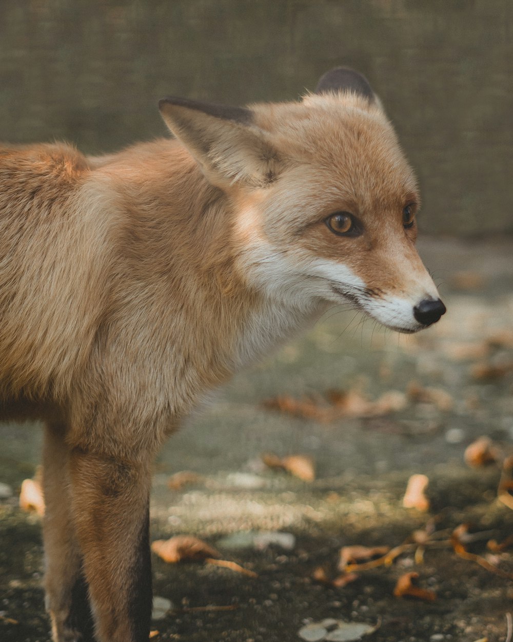 a close up of a small fox on a field