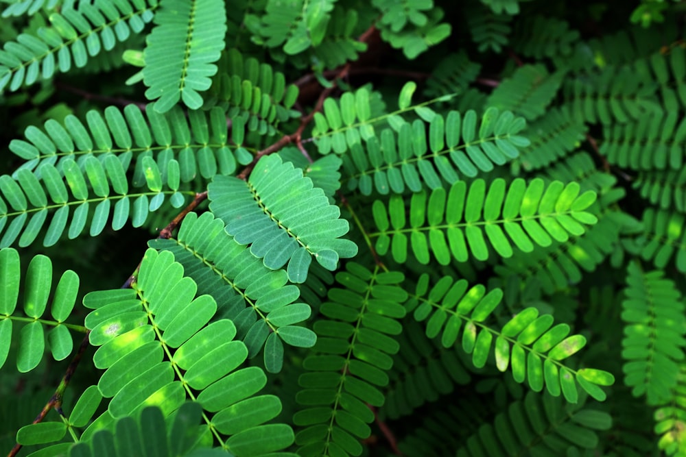 a close up of a green plant with lots of leaves