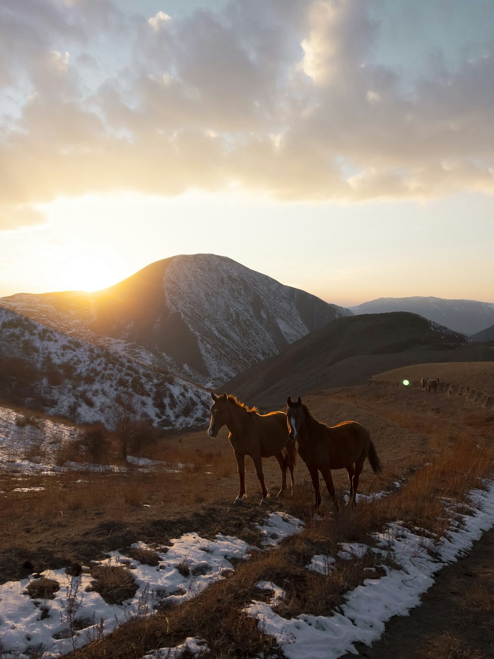 a couple of horses standing on top of a snow covered field