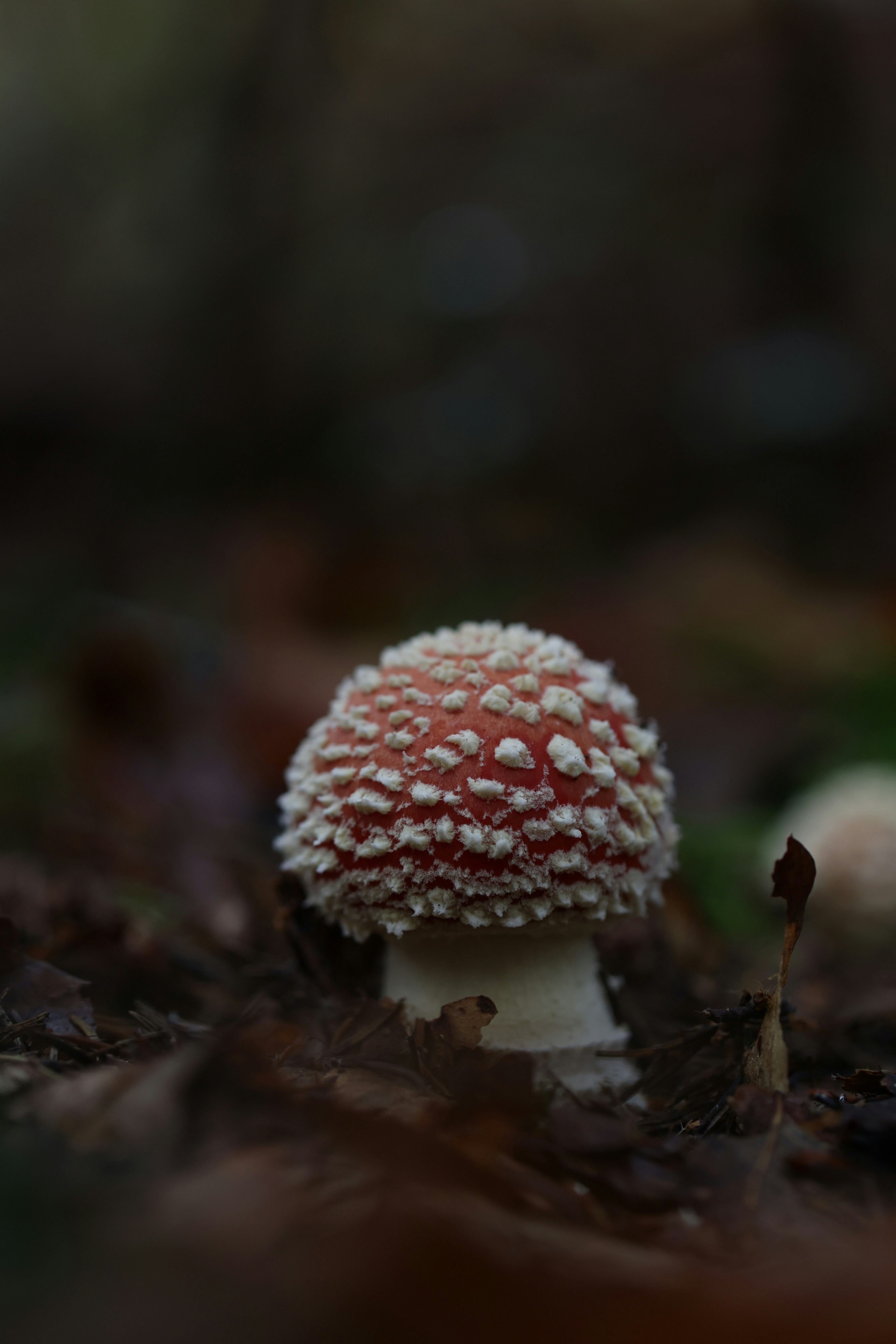 Photo by fotographix