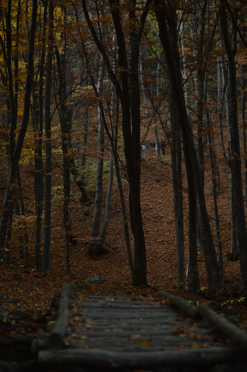 a path in the woods with trees and leaves on the ground