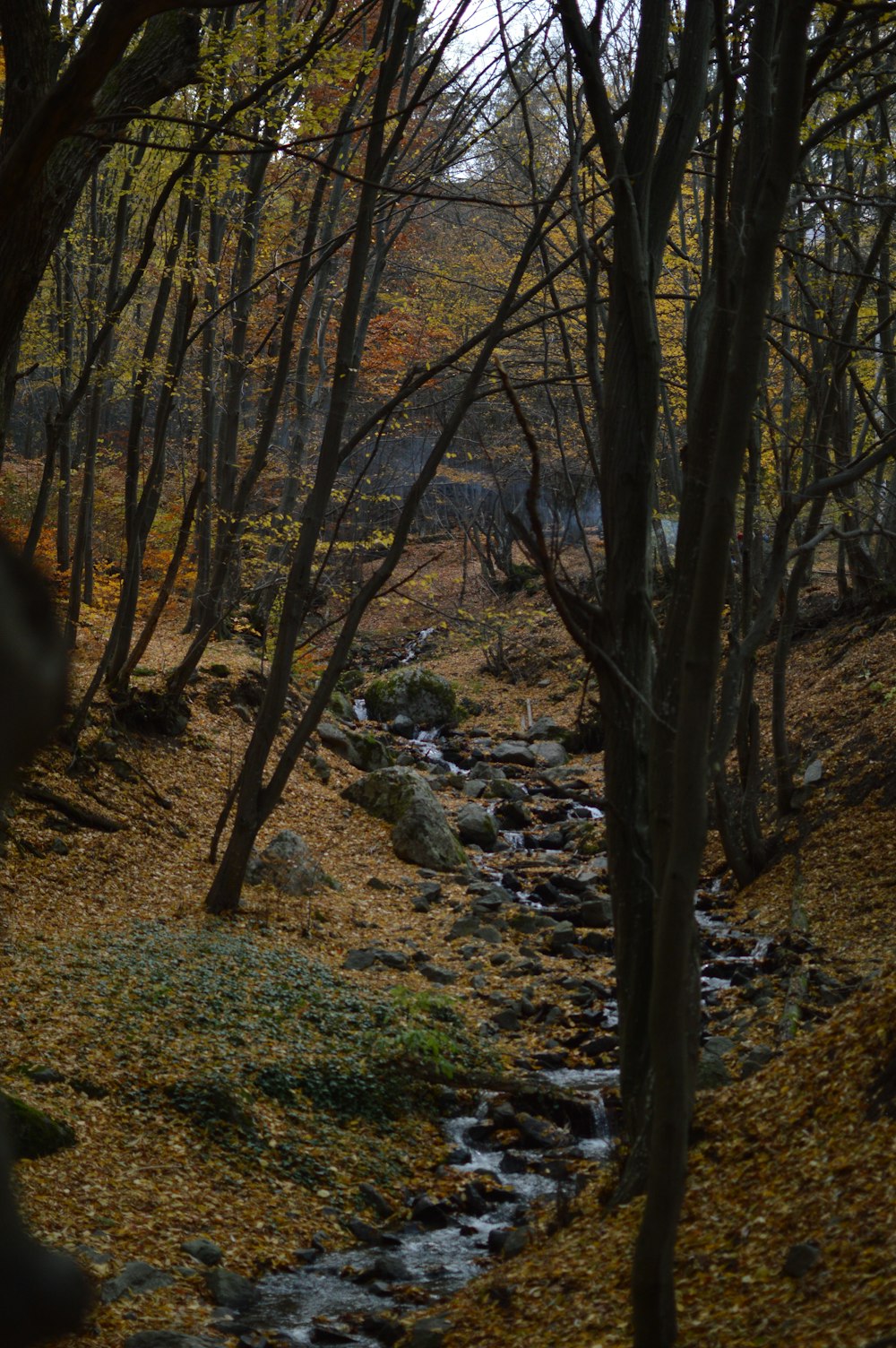 a stream running through a forest filled with trees