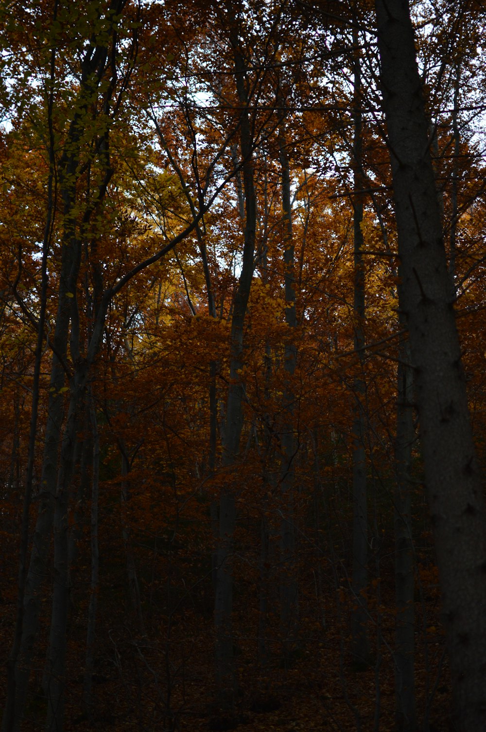 a forest filled with lots of trees covered in leaves