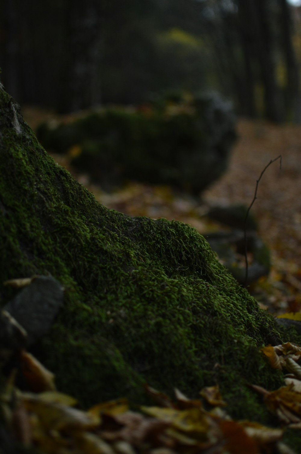 a moss covered tree trunk in a forest