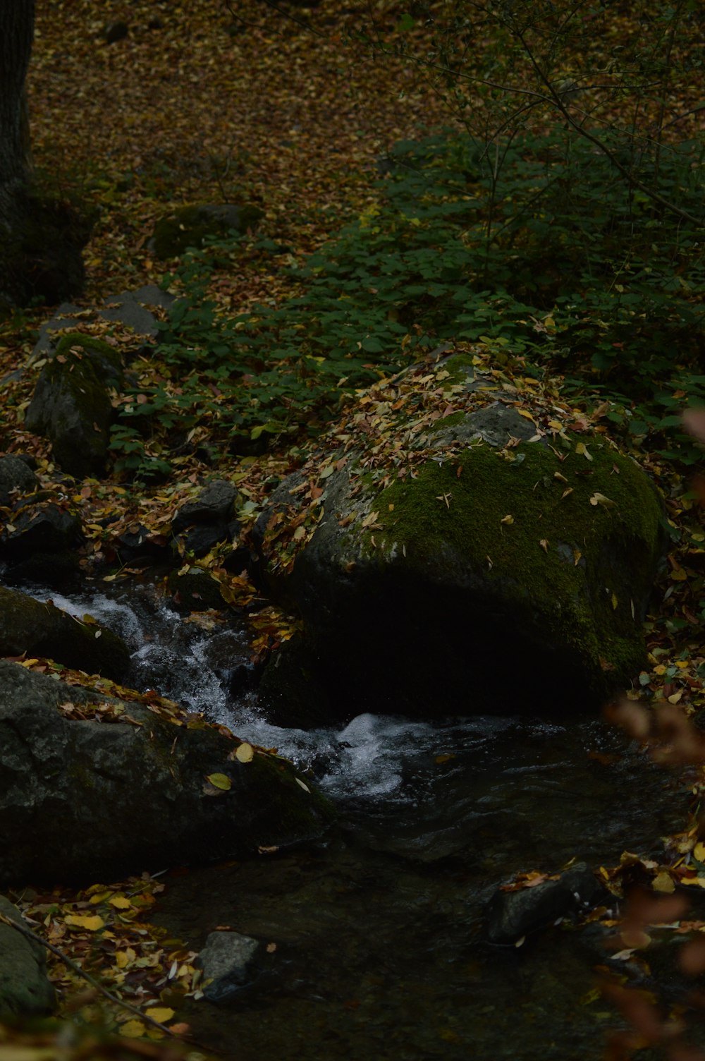 a stream running through a forest filled with leaves