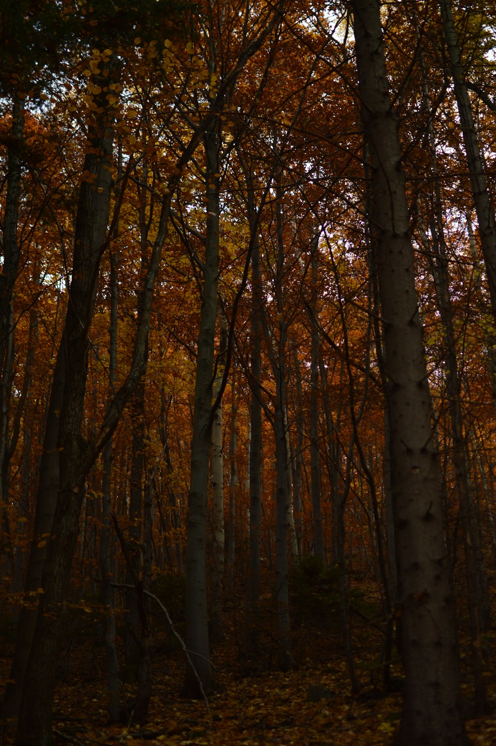 a forest filled with lots of trees covered in leaves