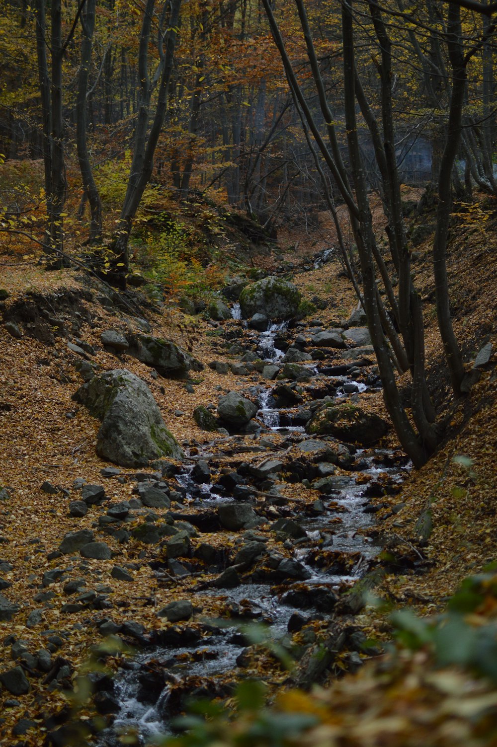 a stream running through a forest filled with lots of leaves