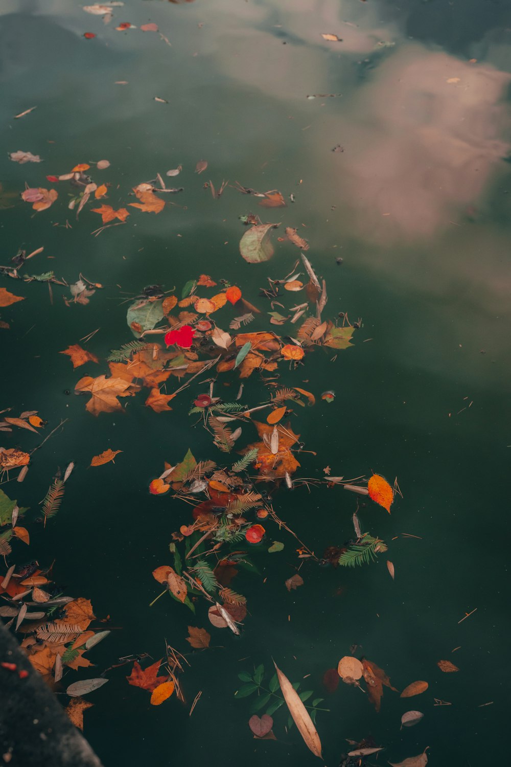 a body of water filled with leaves floating on top of it
