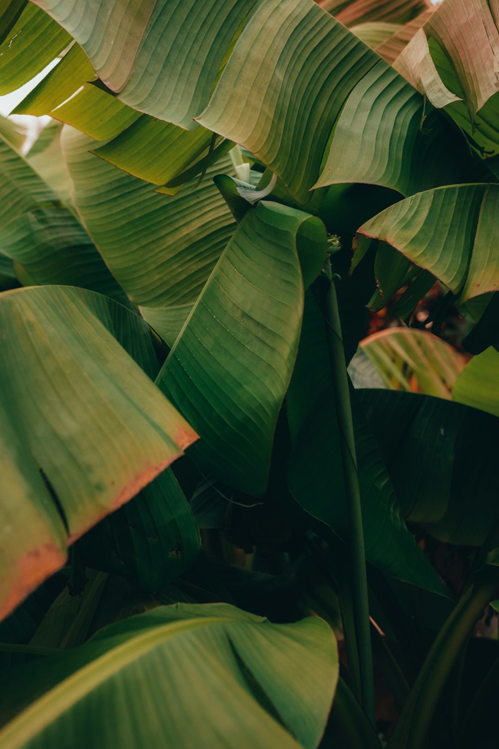 a close up of a banana plant with green leaves