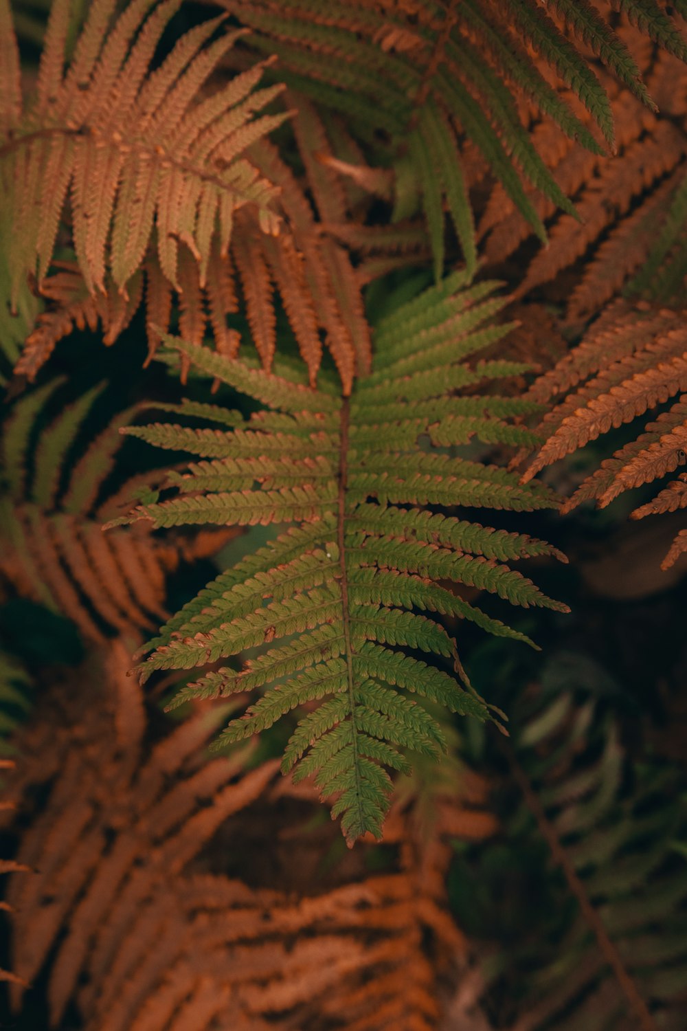 a close up of a plant with lots of leaves