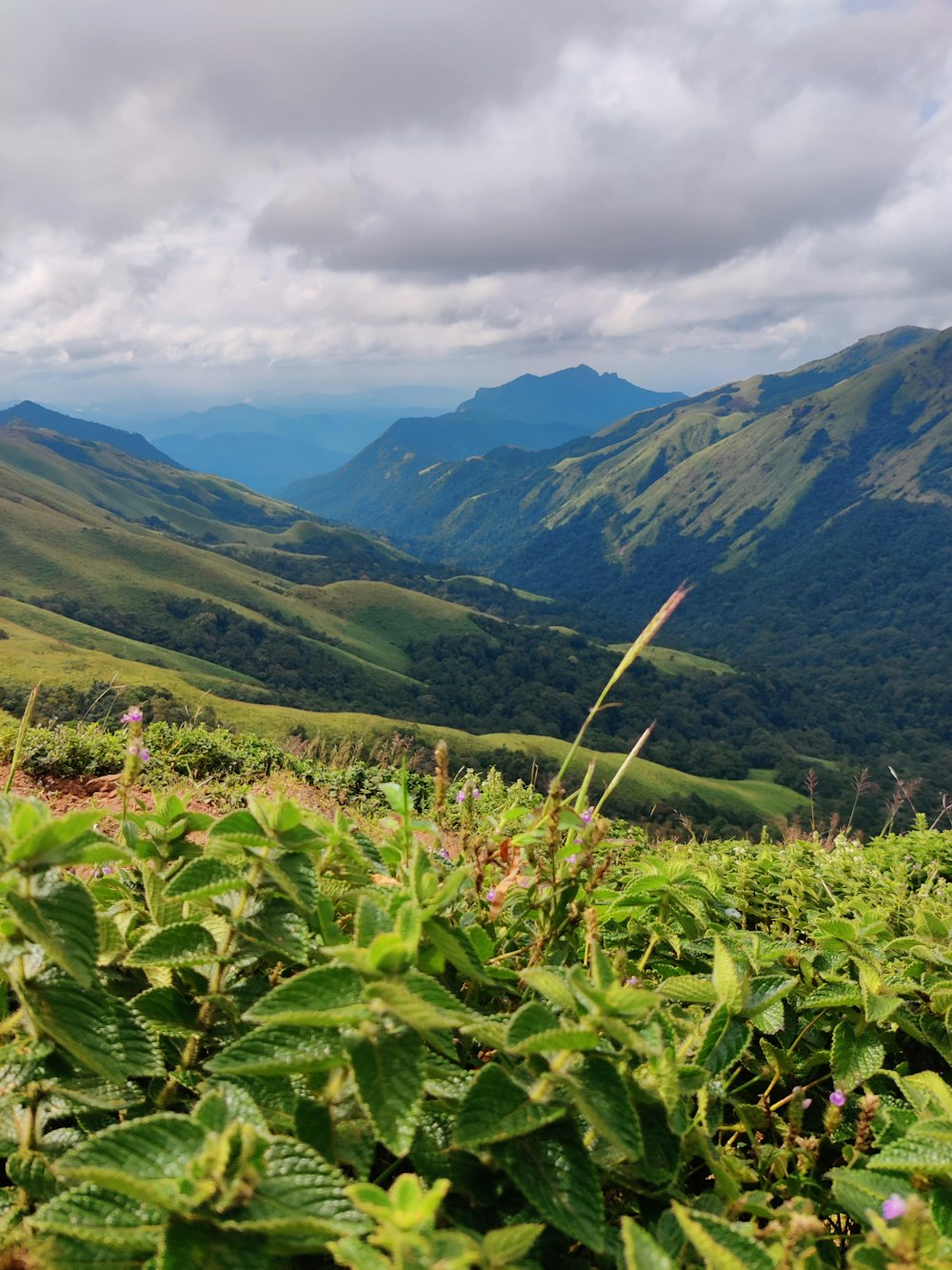 a lush green hillside with mountains in the background