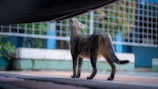 A small cat is standing on a paved surface, looking upwards. It is framed by a metal fence in the background and a wall with blue and green tones. The scene is outdoors, suggesting a courtyard or garden area.