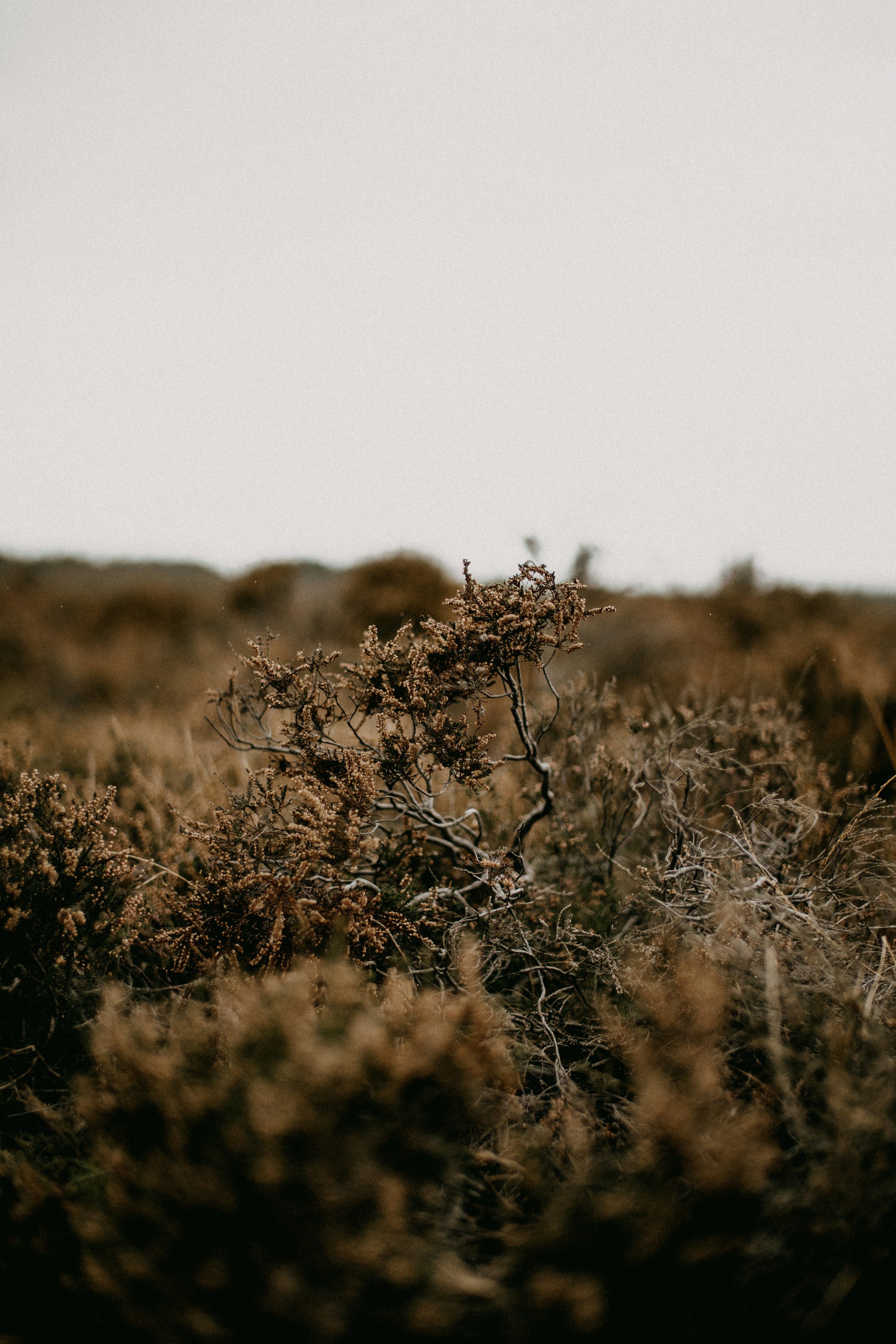 Photo by anniespratt