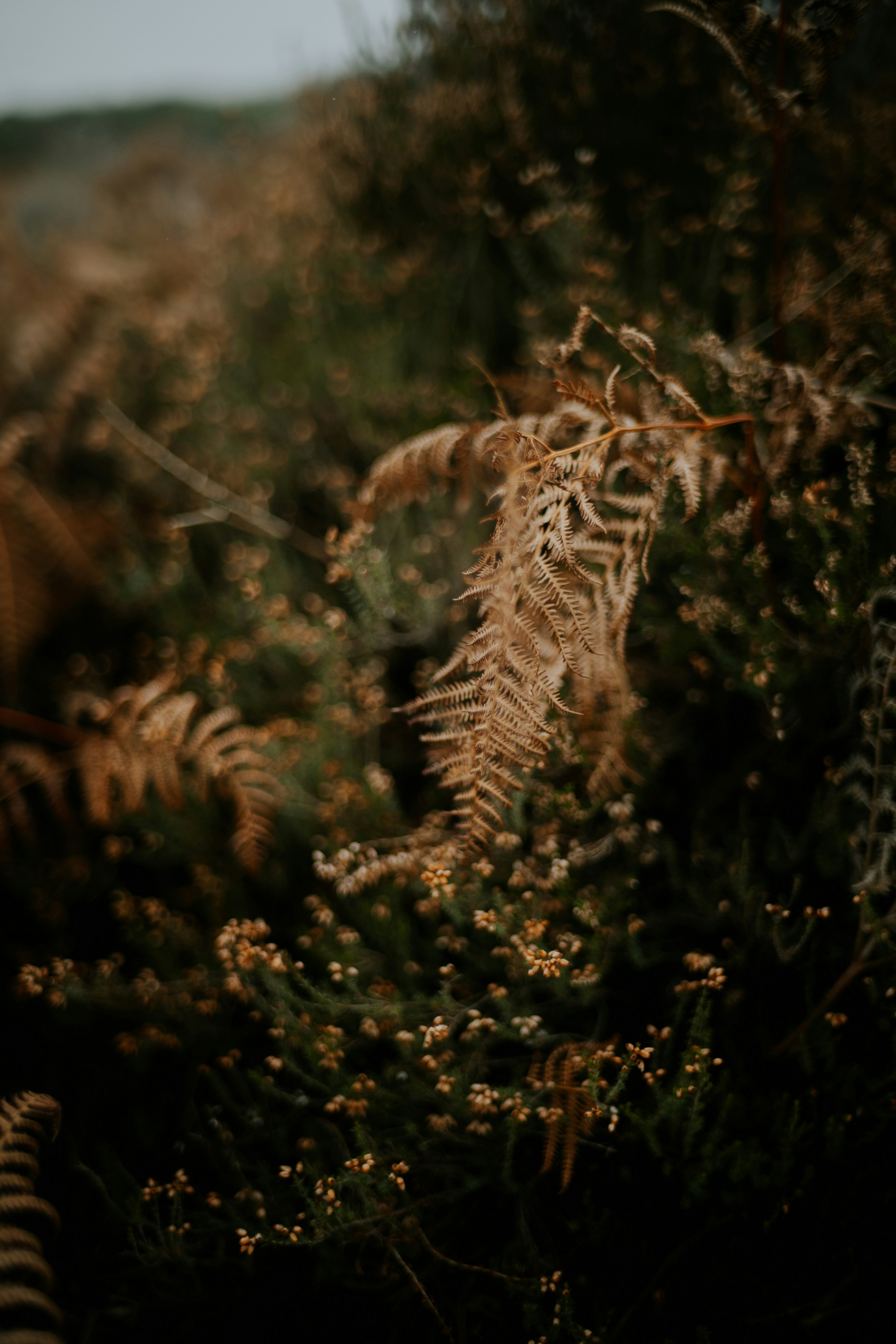 Photo by anniespratt