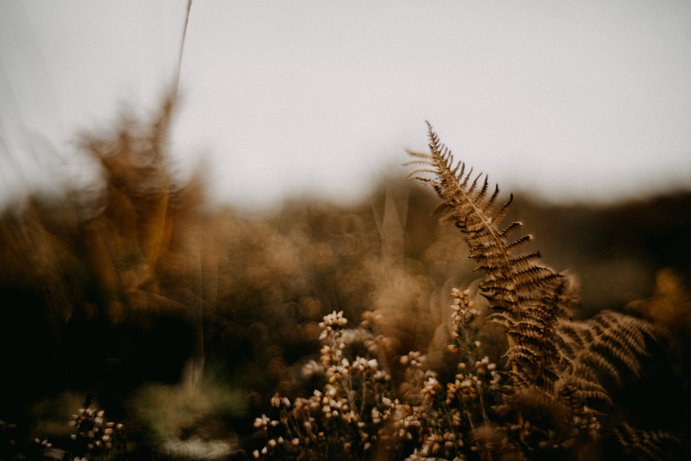 a close up of a plant in a field