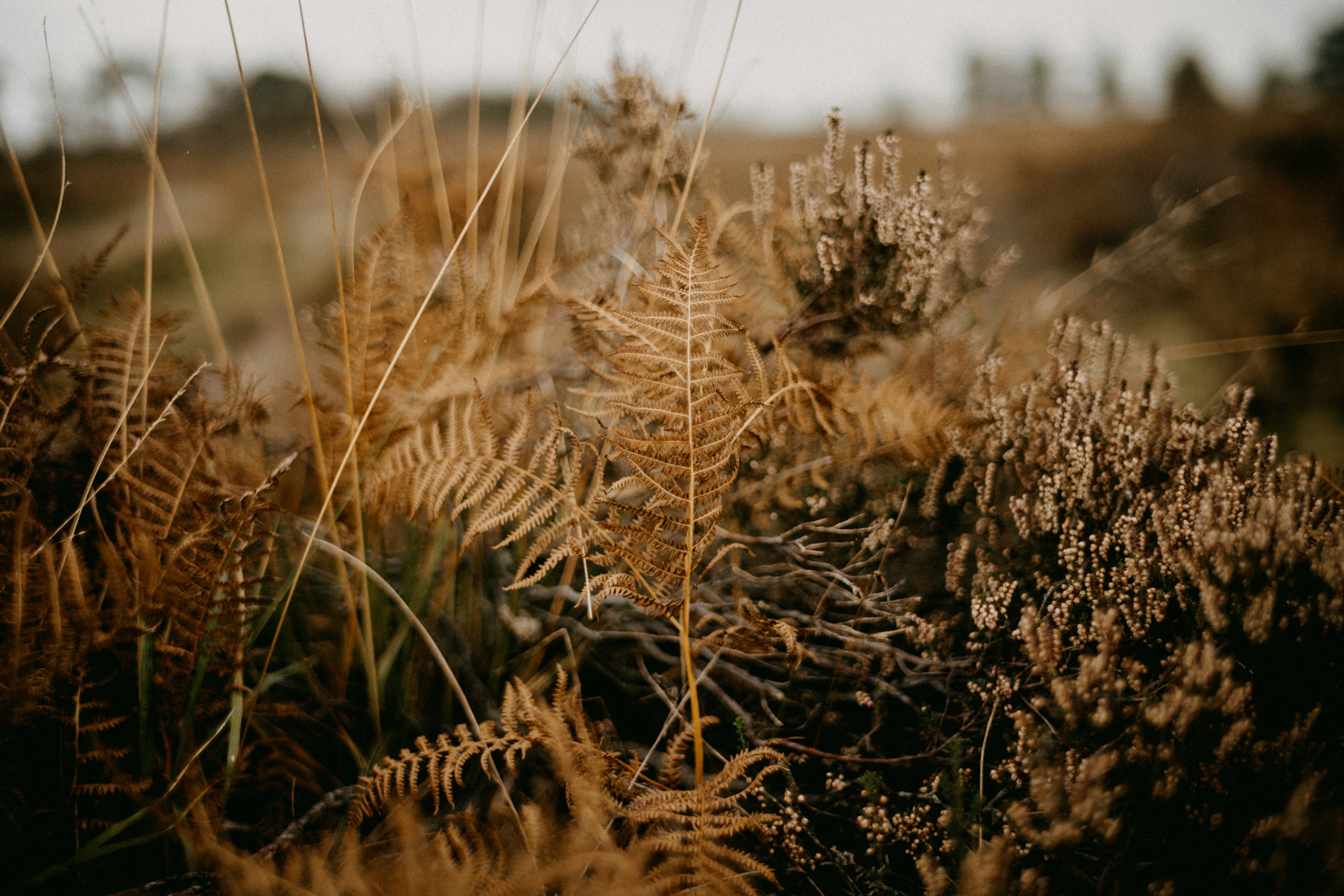 Photo by anniespratt